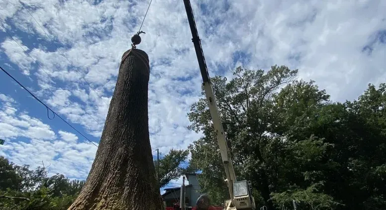 permit or no permit a guide to tree removal rules in fairfax