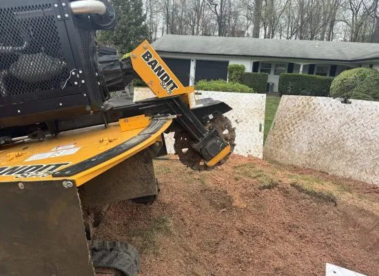 bandit stump grinder working on tree stump removal