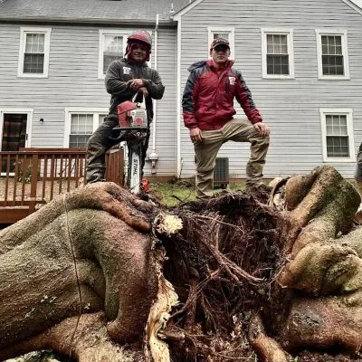 best stump grinding in centreville va hero