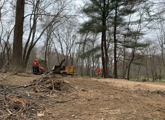 land clearing workers machinery in forest area 2023