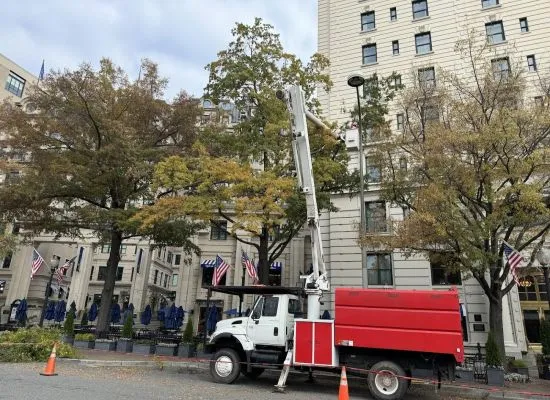 tree pruning truck in front of building with flags