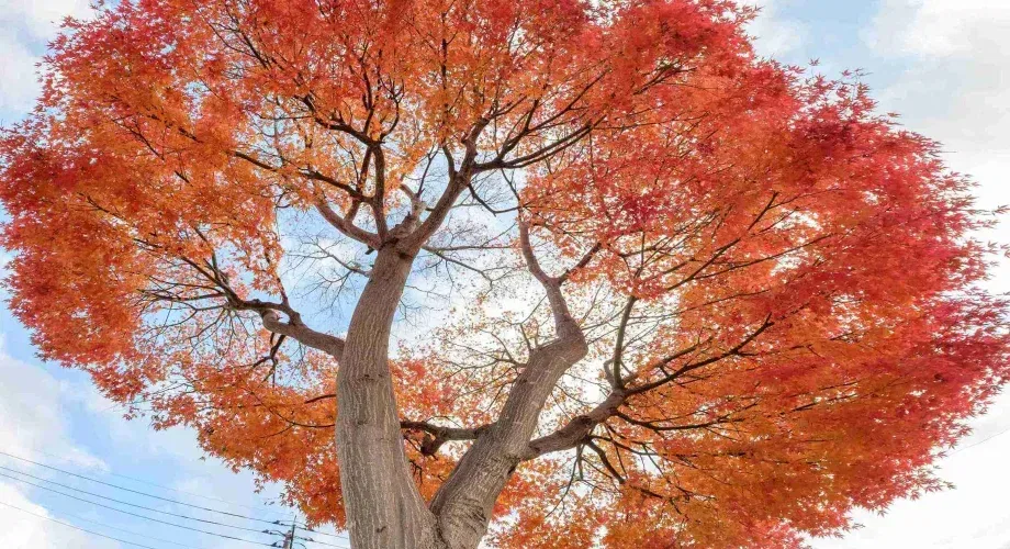 Maple Tree Bark Splitting