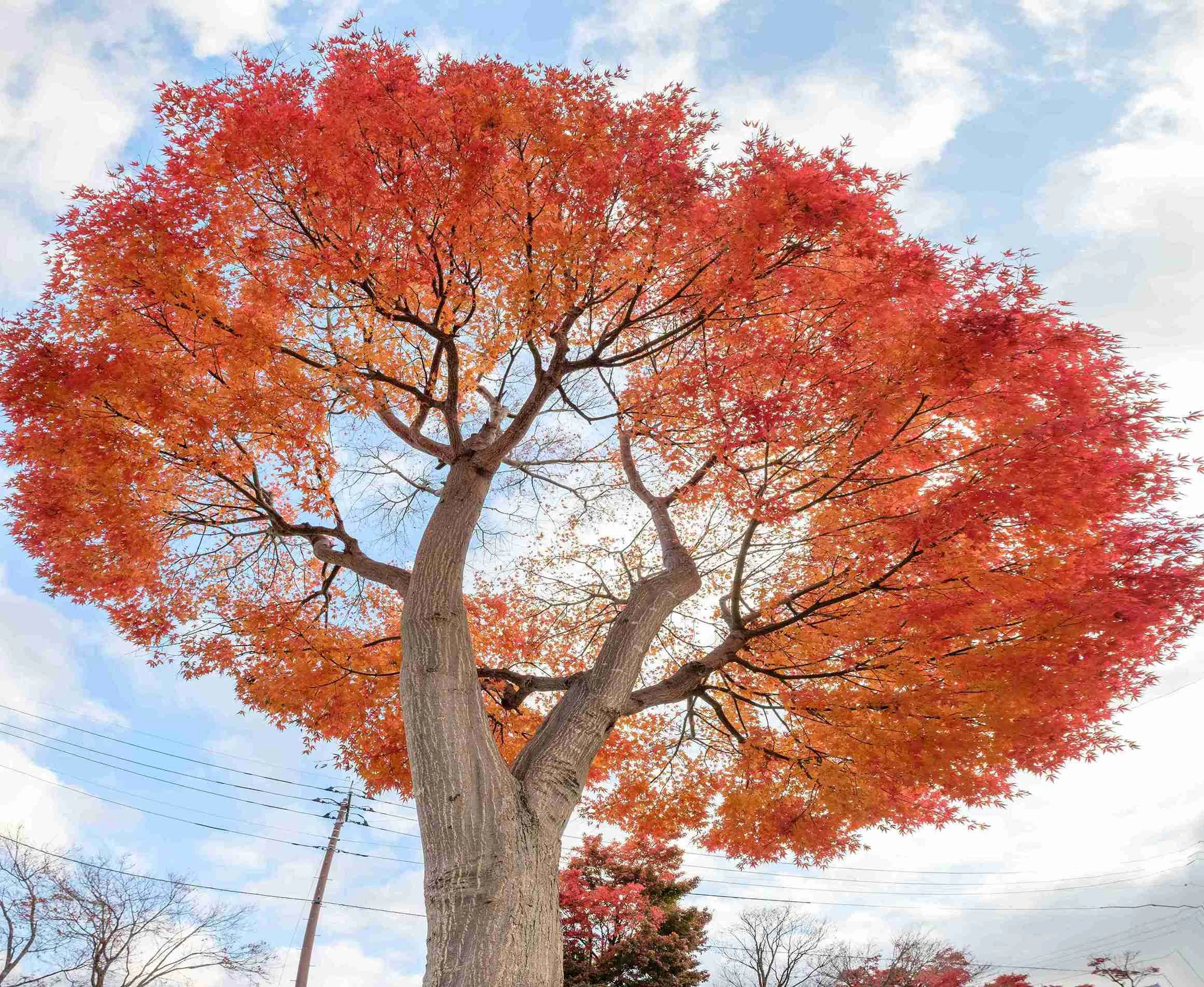 maple tree bark splitting