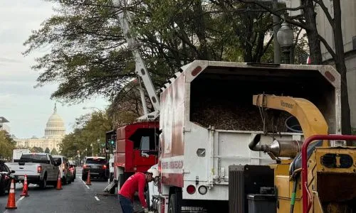 pruning trees and transporting debris near capitol building