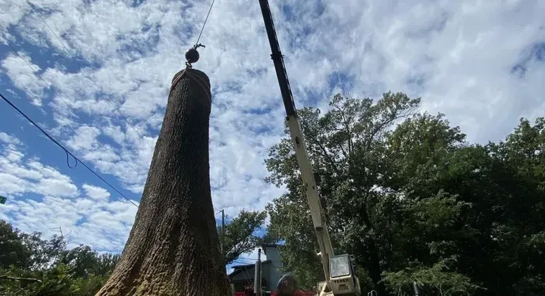 permit or no permit a guide to tree removal rules in fairfax