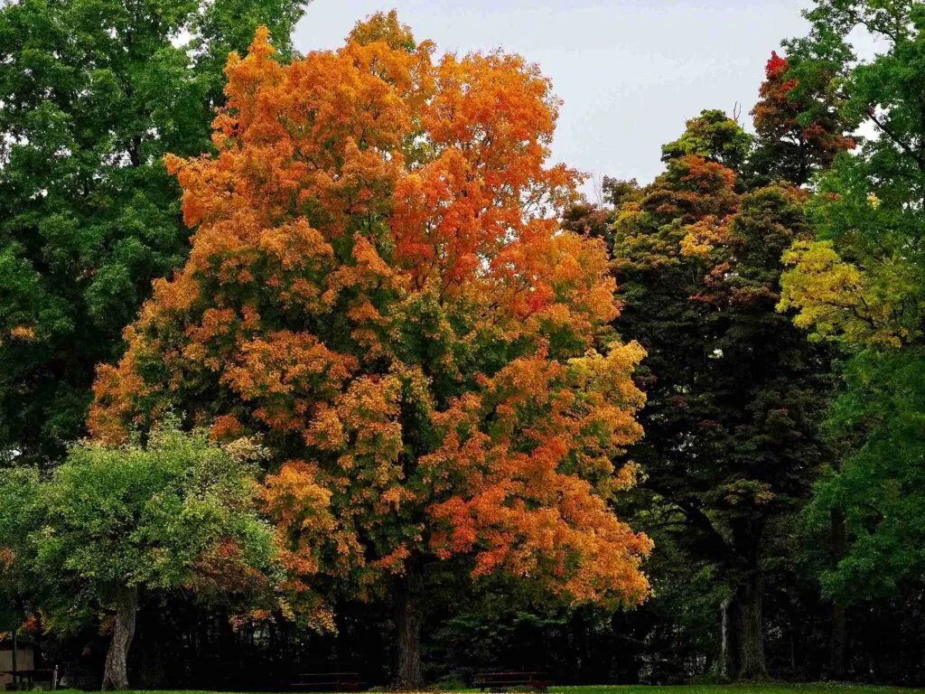 is bark splitting dangerous for maple trees