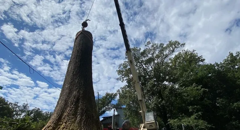 Do You Need a Tree Removal Permit in Fairfax VA?