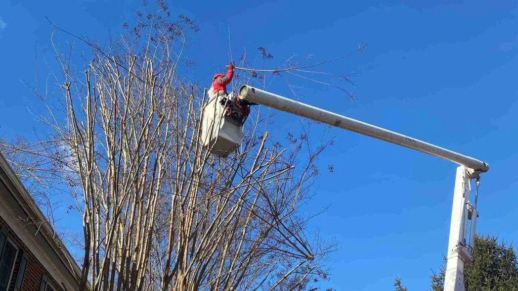 reduce height of crepe myrtle