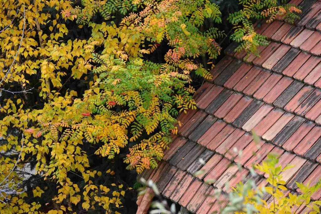 why do insurance companies care about tree branches