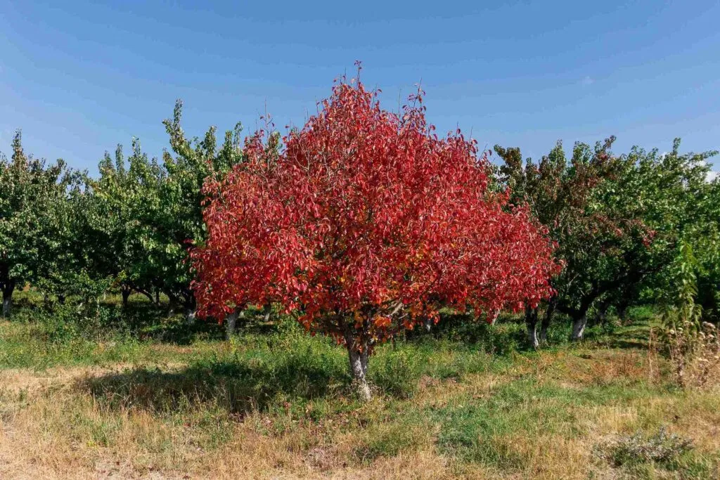 why is my maple tree bark splitting