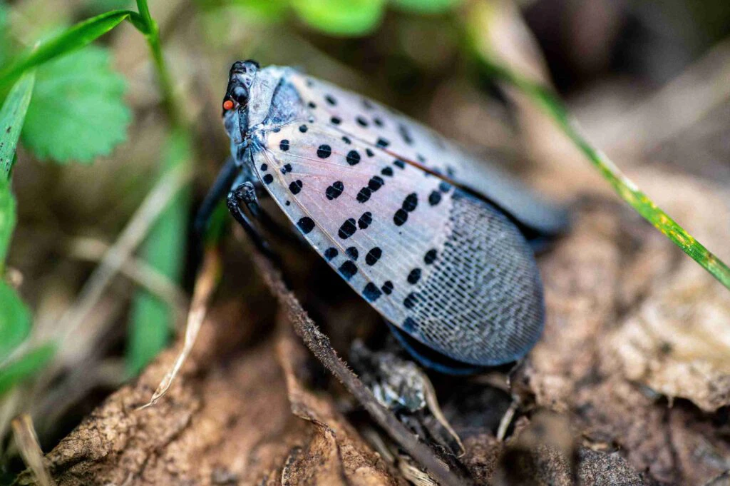 what trees do spotted lantern flies eat​